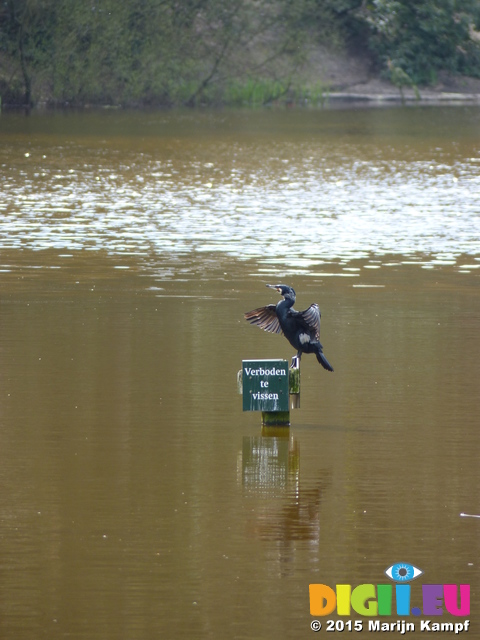 FZ014122 Cormorant on pole